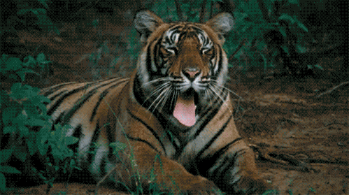 PET A TIGER Five Animal Experiences To Add To Your ‘Round The World Trip
