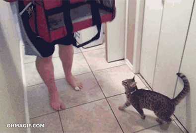 Twelve Steps to Prepare for Your 'Round the World Trip, As Told Through Cat GIFs | Go!