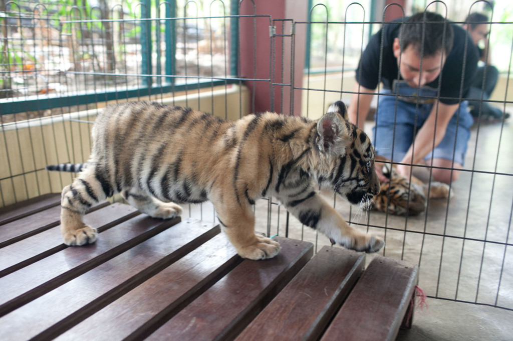 Why Thailand’s Tiger Kingdom is at the top of my travel bucket list!