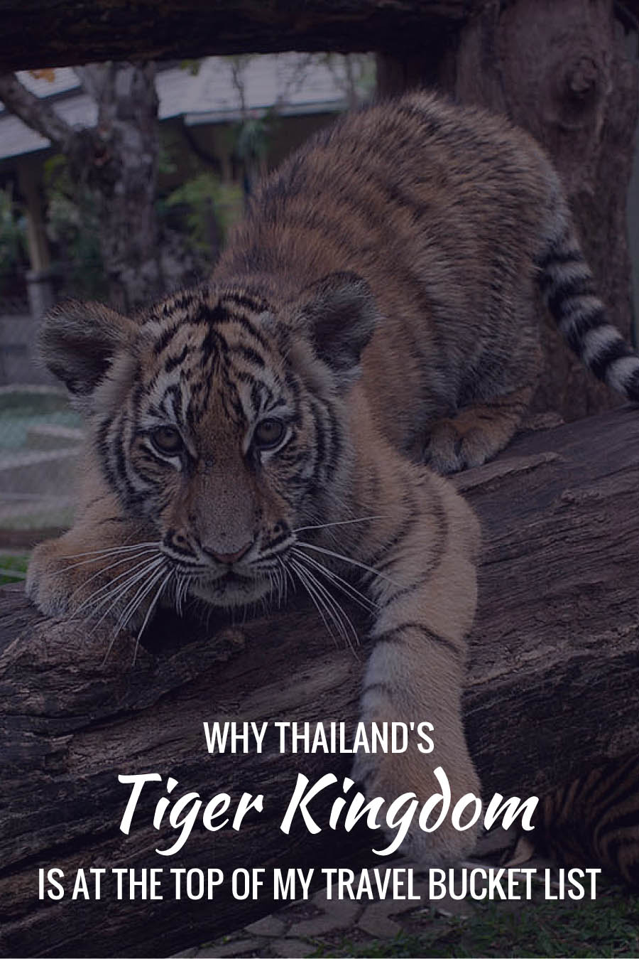 Why Thailand’s Tiger Kingdom is at the top of my travel bucket list!